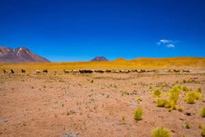 Grazing animals in a vast, open landscape with mountains in the background and a bright blue sky.
