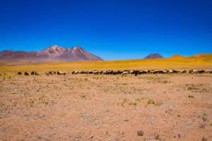 Desert landscape featuring a herd of animals grazing with mountains in the distance under a clear bl.