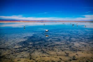Salt lake with flamingos and clear blue sky, scenic natural landscape.